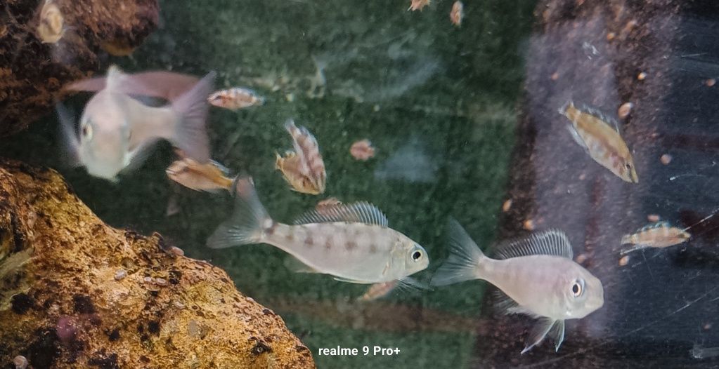 Cyathopharynx foai sibwesa