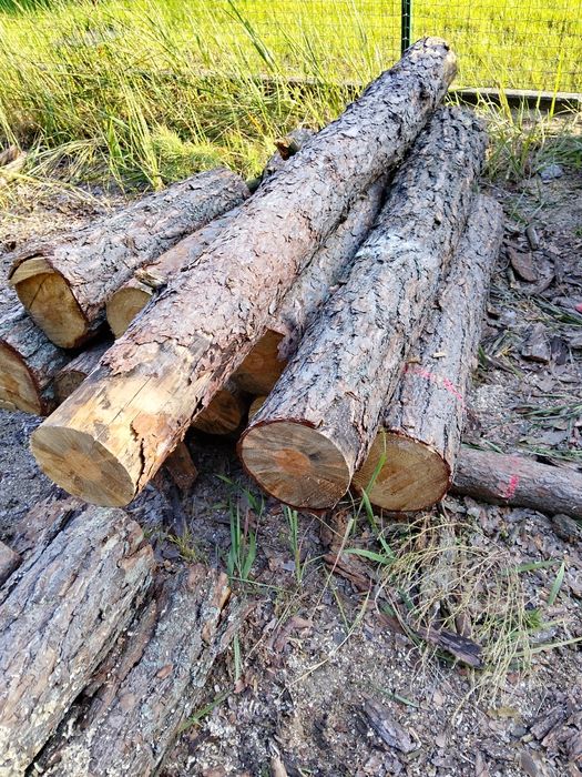 Drewno opałowe sosna