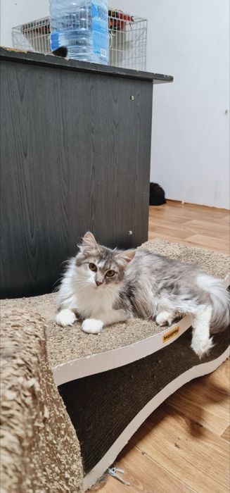 Тая в пошуку родини