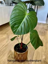 Philodendron nangaritense kolekcja