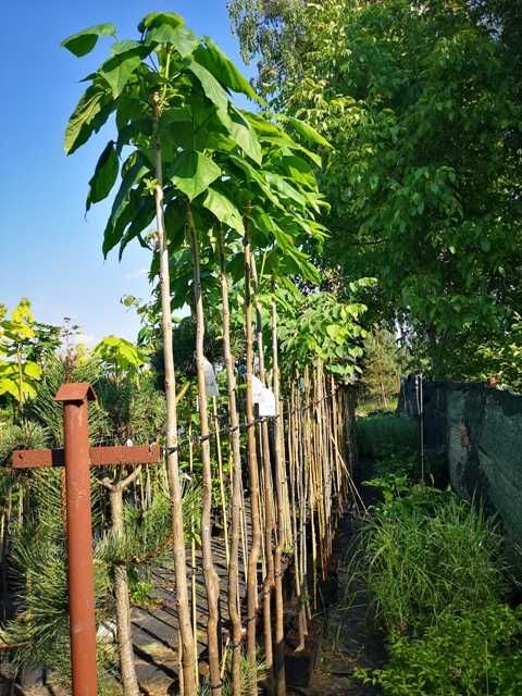 Katalpa surmia szczepiona na pniu zielona i żółta Aurea, Nana, platany