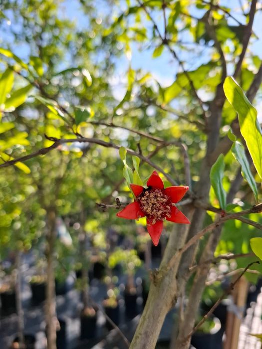 Drzewo Granat właściwy Granatowiec właściwy Punica granatum L.