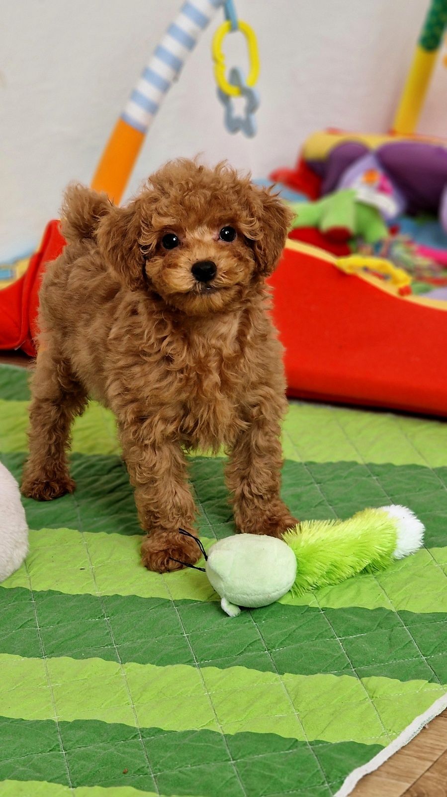 Pudel toy,  piesek,  red