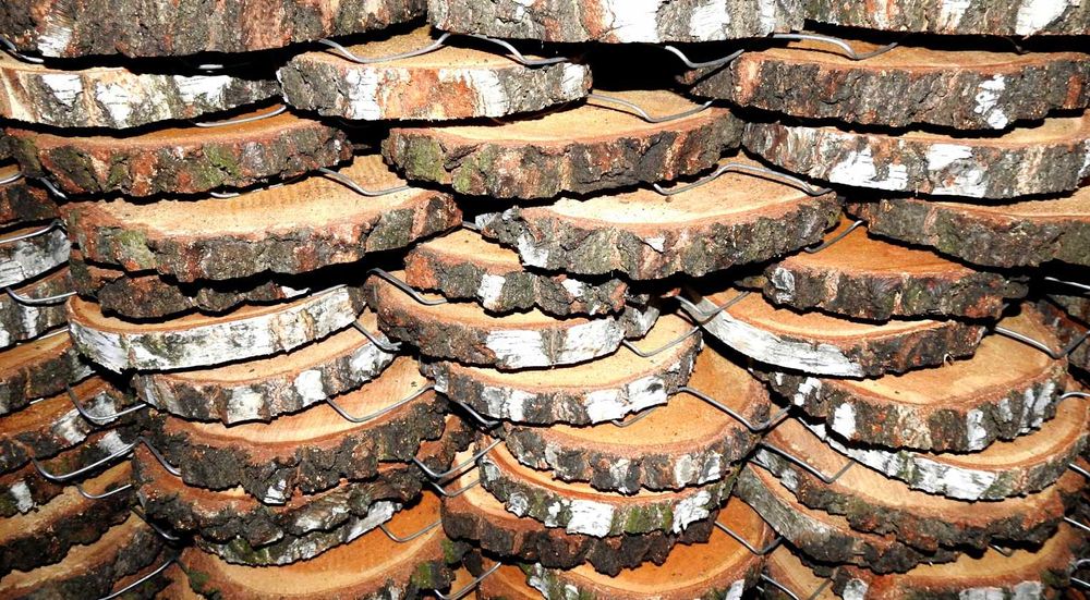 PLASTER DREWNA KRĄŻEK plastry dąb olcha brzoza grab modrzew sosna