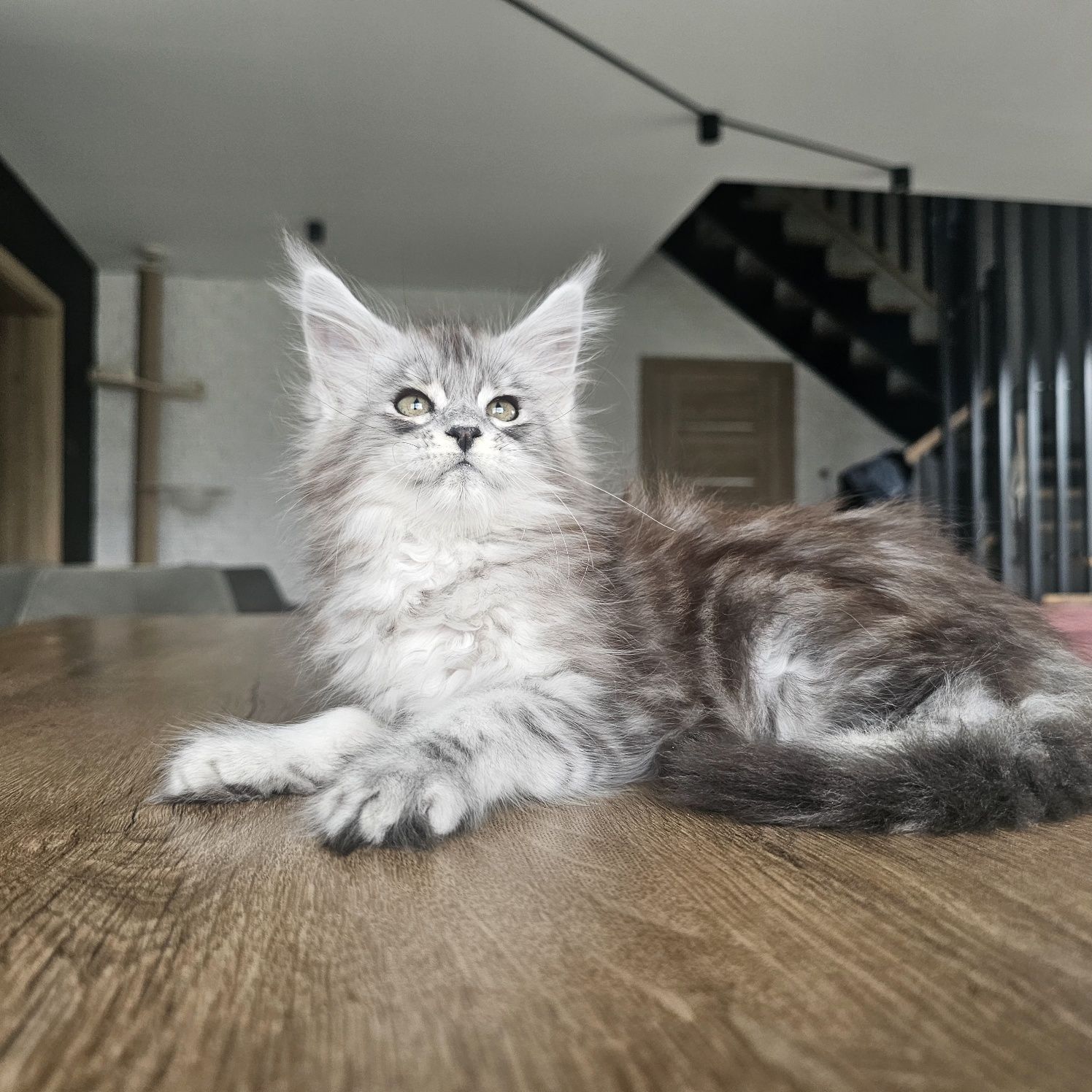 Koteczka Maine coon rodowód fpl FIFe