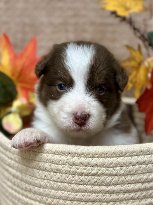 Owczarek australijski typ amerykański