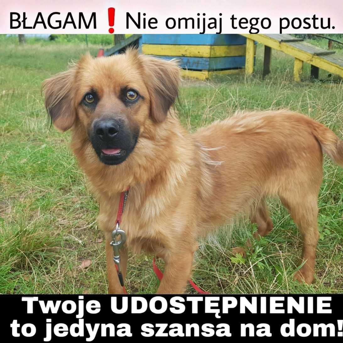 Mobi wyjatkowy ok 5 let.psiak czeka na kochający dom   Korebiewice