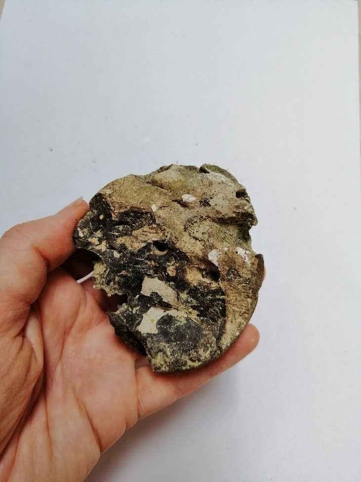 Skamielina, skamieniałość. Rozmiar 7,5x6,5 cm, waga 170g.