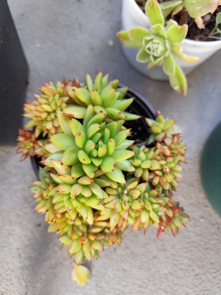Suculentas cristatas