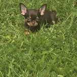 Chihuahua samiec czekoladowy podpalany Chip