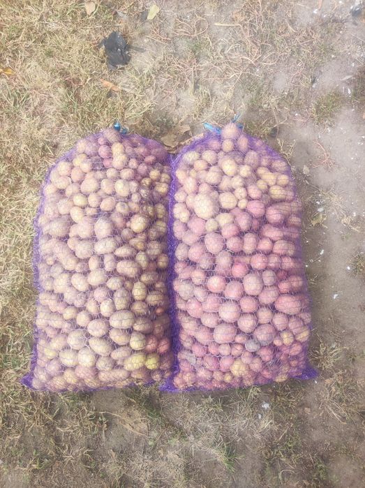 Продам дрібну картоплю