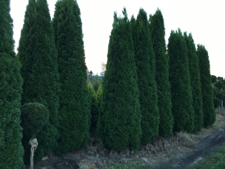 Thuja Szmaragd  200-250CM na żywopłot.