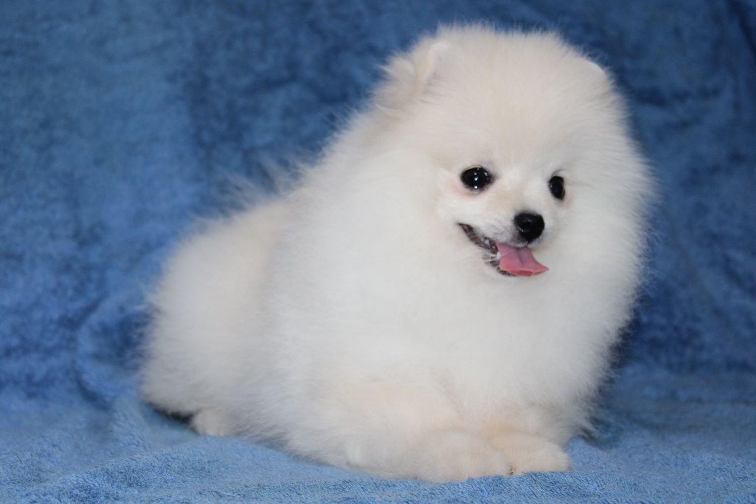 FCI POMERANIAN female Померанський шпіц КСУ документи хлопчик