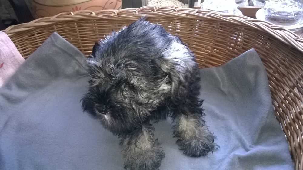 sznaucer miniaturowy