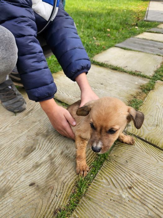 Oddam pieski za darmo