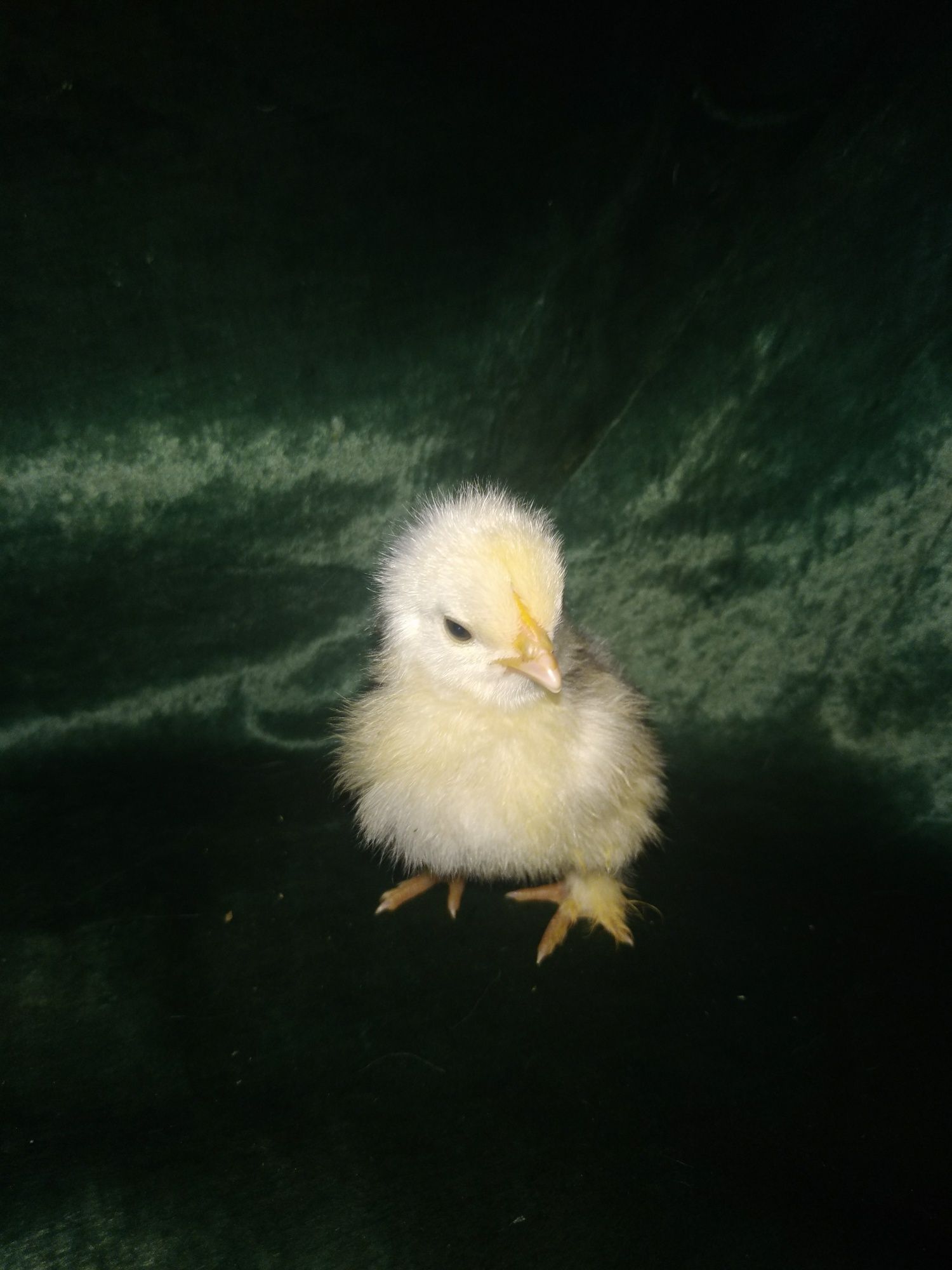 Куры и цыплята, запись на яйцо инкубационное