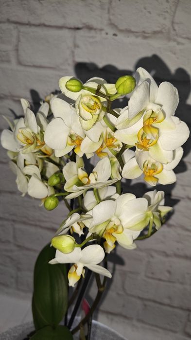 Будда Бамбула Пірат Дикий кіт Монако Мотагуа Орхідеї Пересилаю