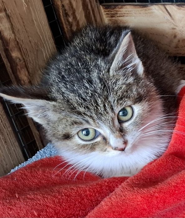 Ptyś szuka kochającego domu