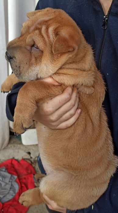 Цуценята Шар-пея