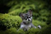 Chihuahua  linia Tajlandzka kolor huski