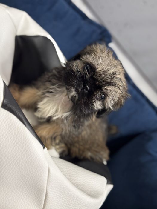 BIBI- urocza suczka Shih Tzu