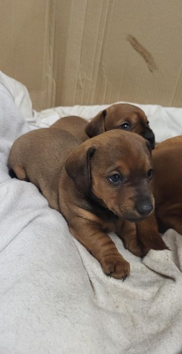 Jamnik standard szczeniaczek