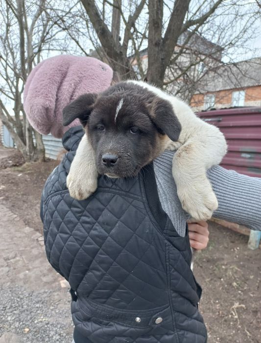 Полностью привиты щенки Американская акита, остались самые крупные!