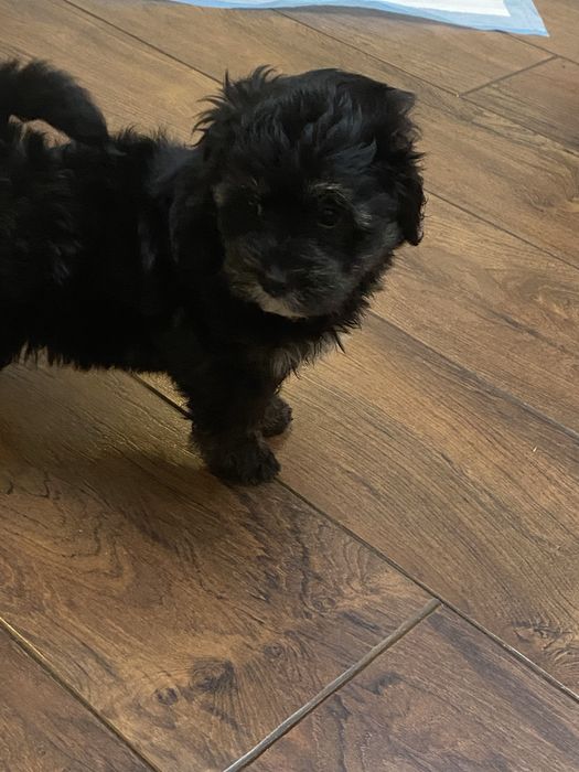 Śilczny piesek Havapoo