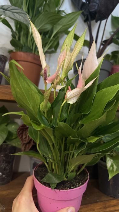 Антуріум Lilli епіпремнум сциндапсус алоказія