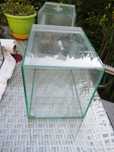 Terrarium dla pająka , patyczaków itp.