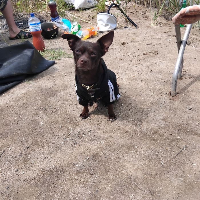 Молодой паренёк приглашает девочку на вязка .