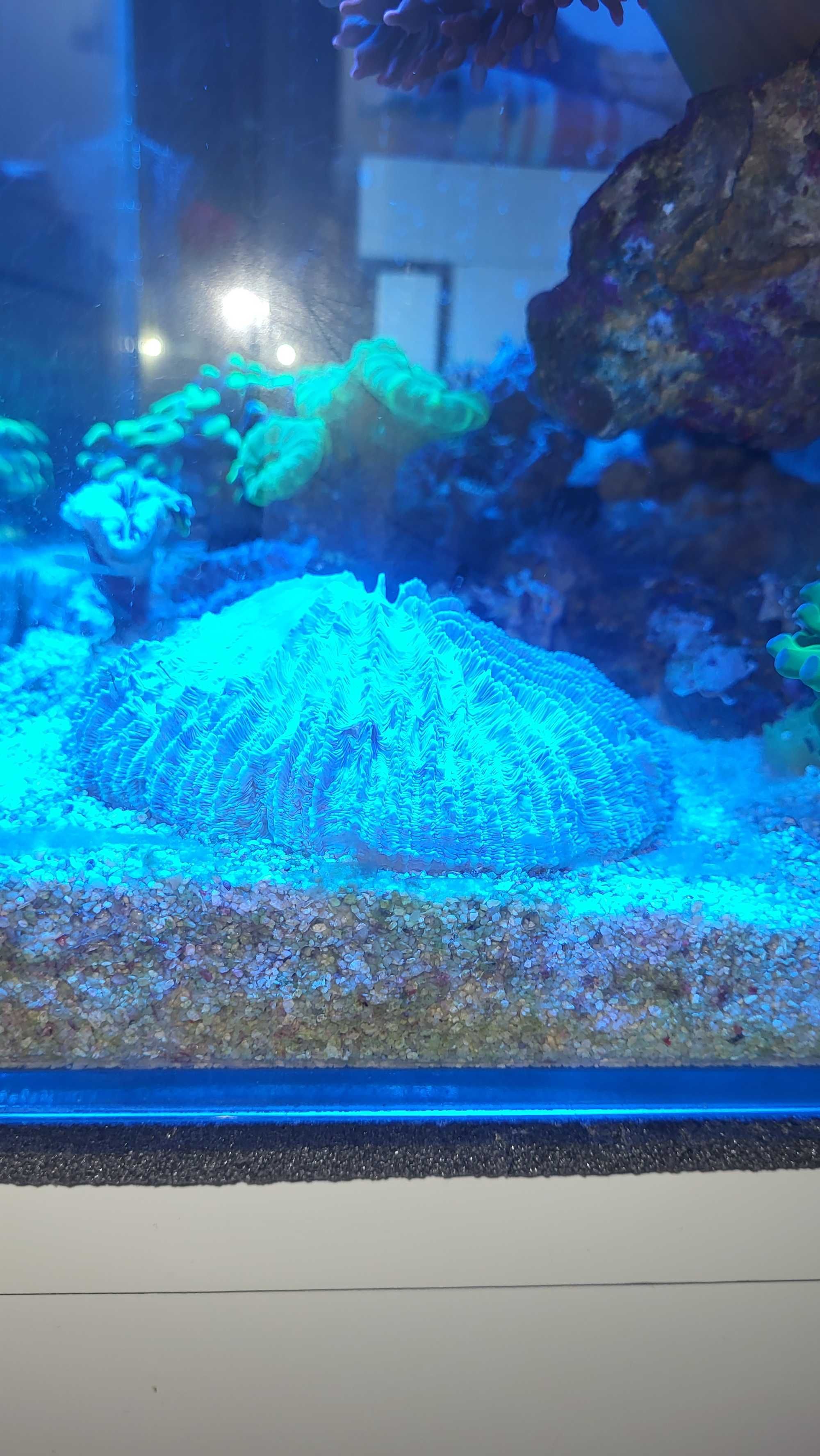 Koralowiec koral funghia
