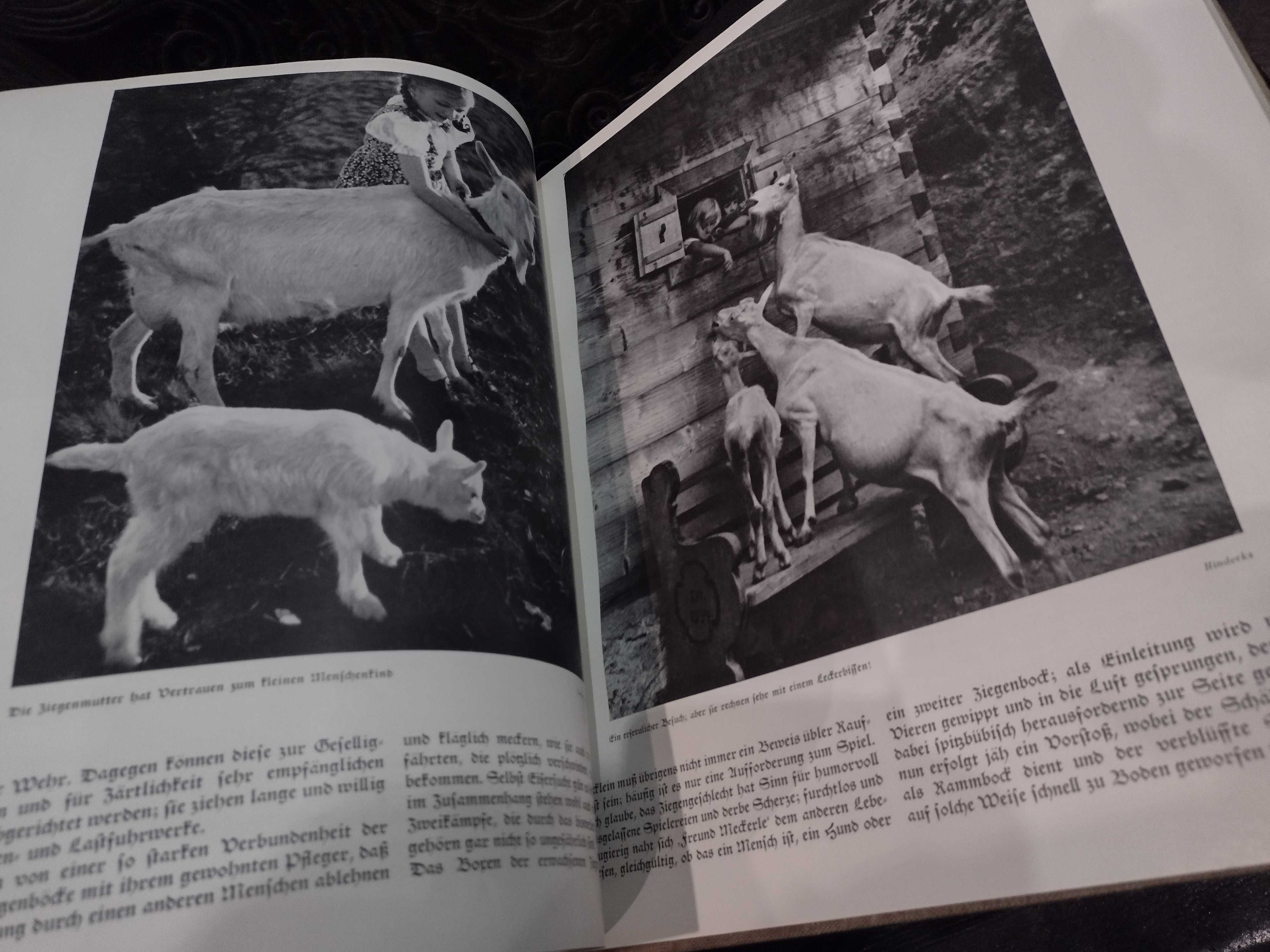 Paul Eipper 1938 Das Saustierbuch