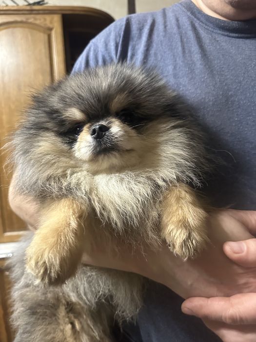 Вяжущий кобель мерле з підпалом