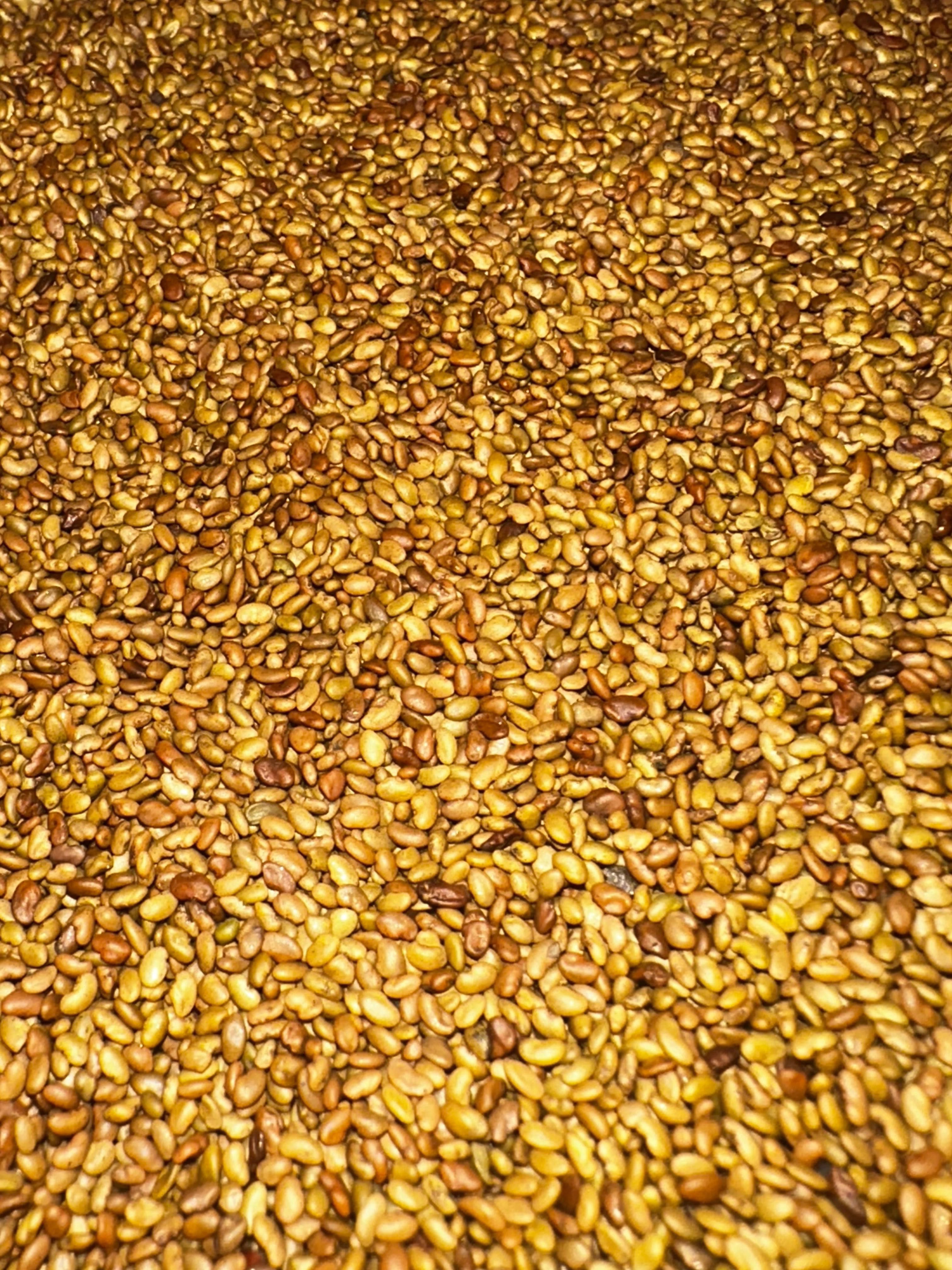 Продажі насіння люцерни