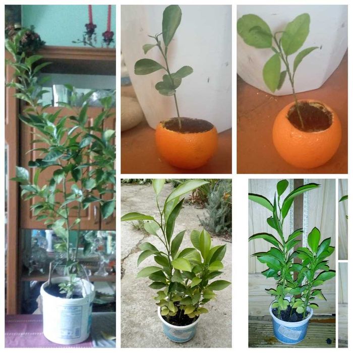 апельсин,  апельсинове дерево, різний вік, розмір