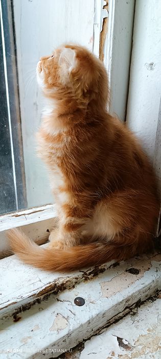 Продается шотландский вислоухий котёнок -мальчик