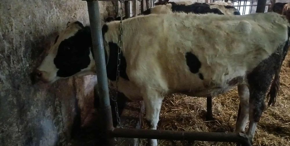 Jałówki cielne 5 miesiące