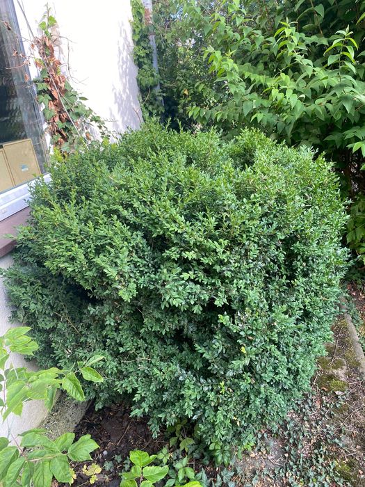 Bukszpan 170 cm kilkudziesięcioletni Warszawa