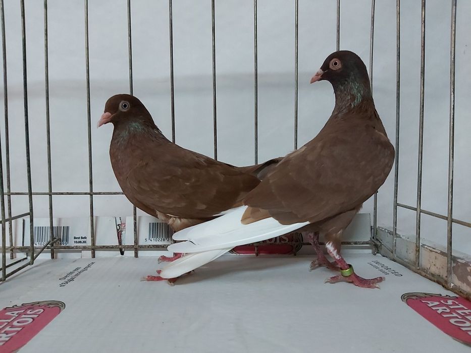 Gołębie Wyszfance Kończate