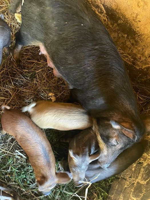 Продам поросята породи мангал дюрок