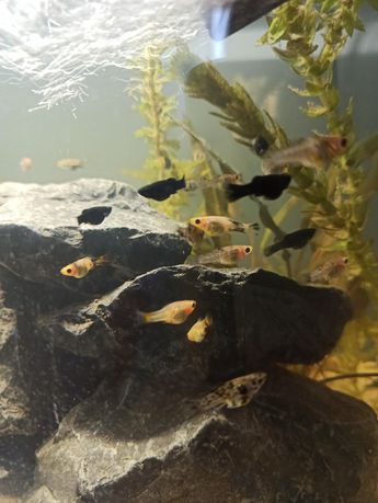 Rybki akwariowe molinezje ostrouste molinezja ostropyska czarna kropki