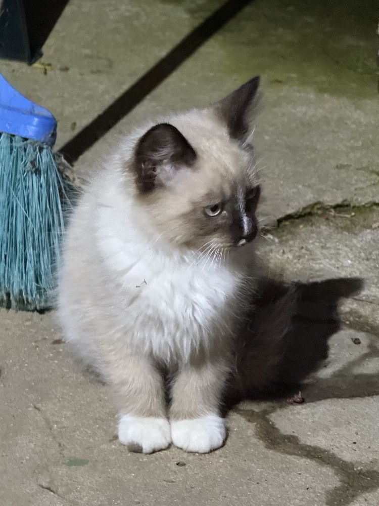 Dou gatinhas siamesas