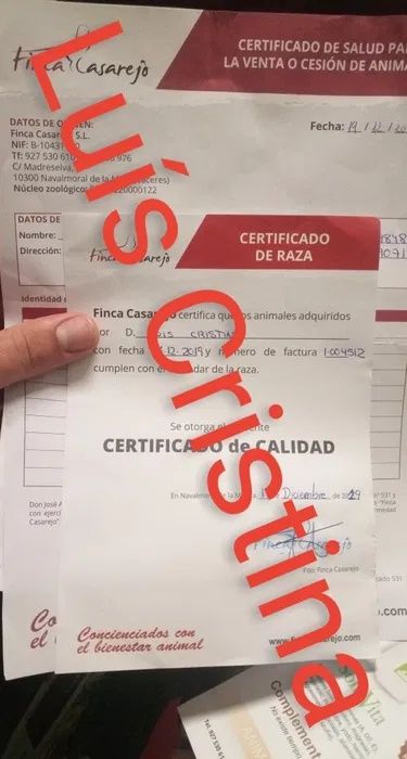 Ovos e reprodutores Malines  importados com Certificado