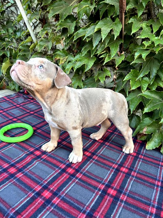 Хлопчик Американського Буллі