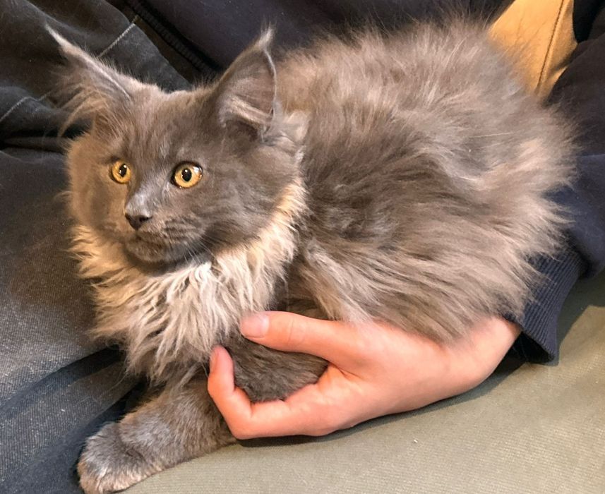 Piękny kocurek OREO Maine coon