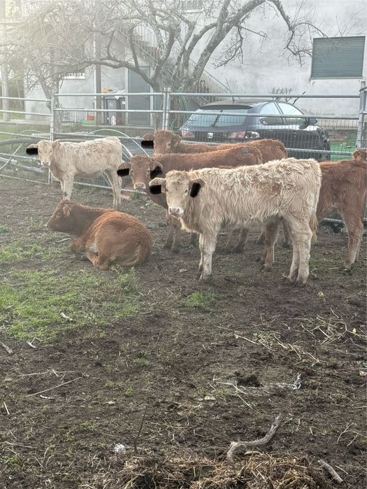 Vitelas e vitelos cruzados de limousine