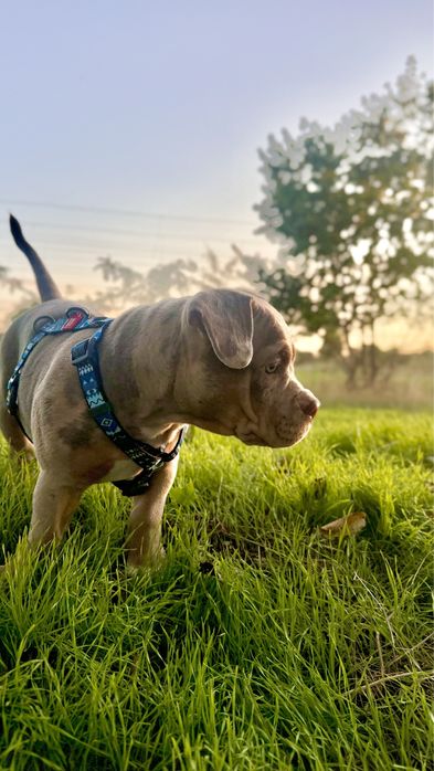 Хлопчик Американського Буллі