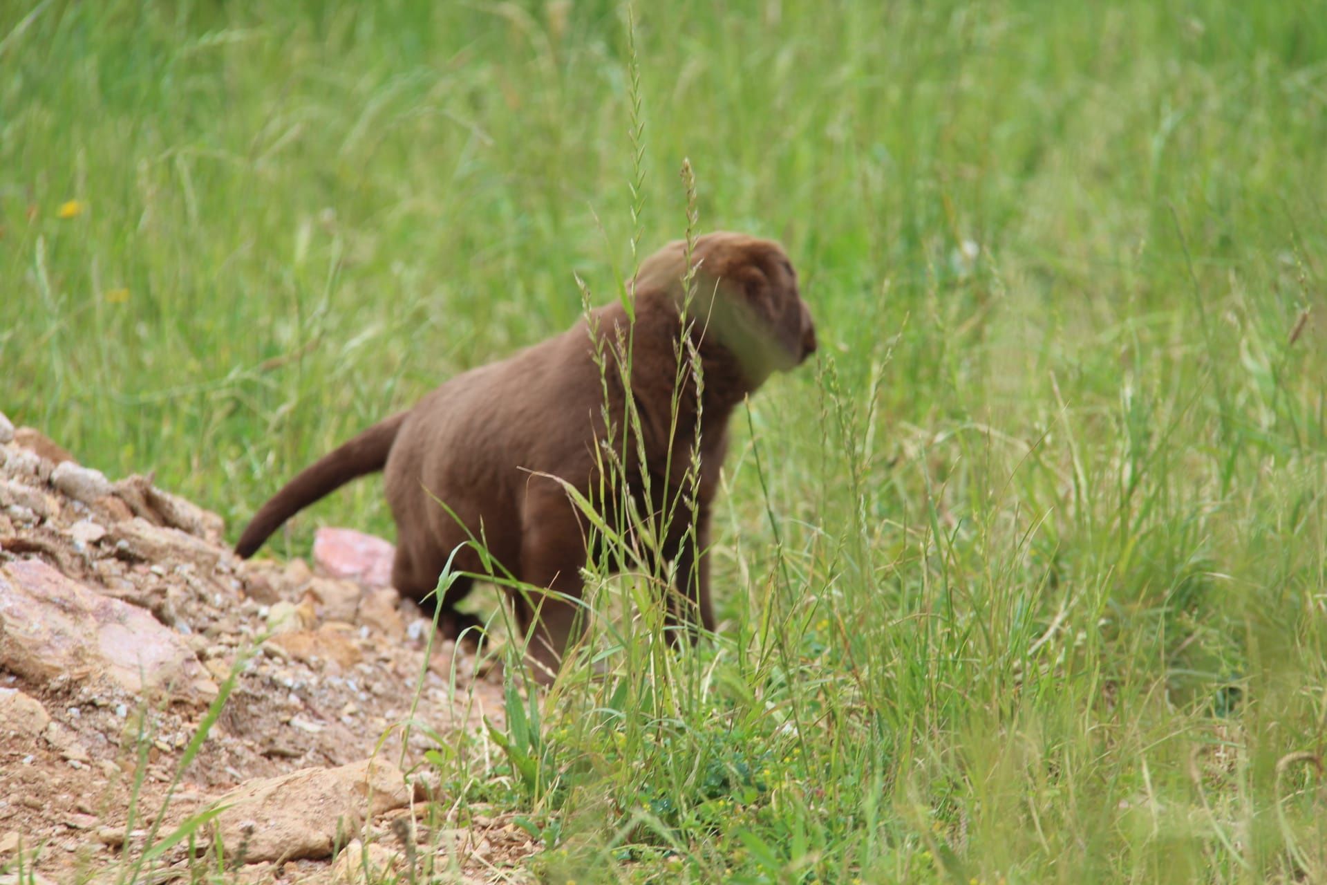 Labrador Retriever Chocolate