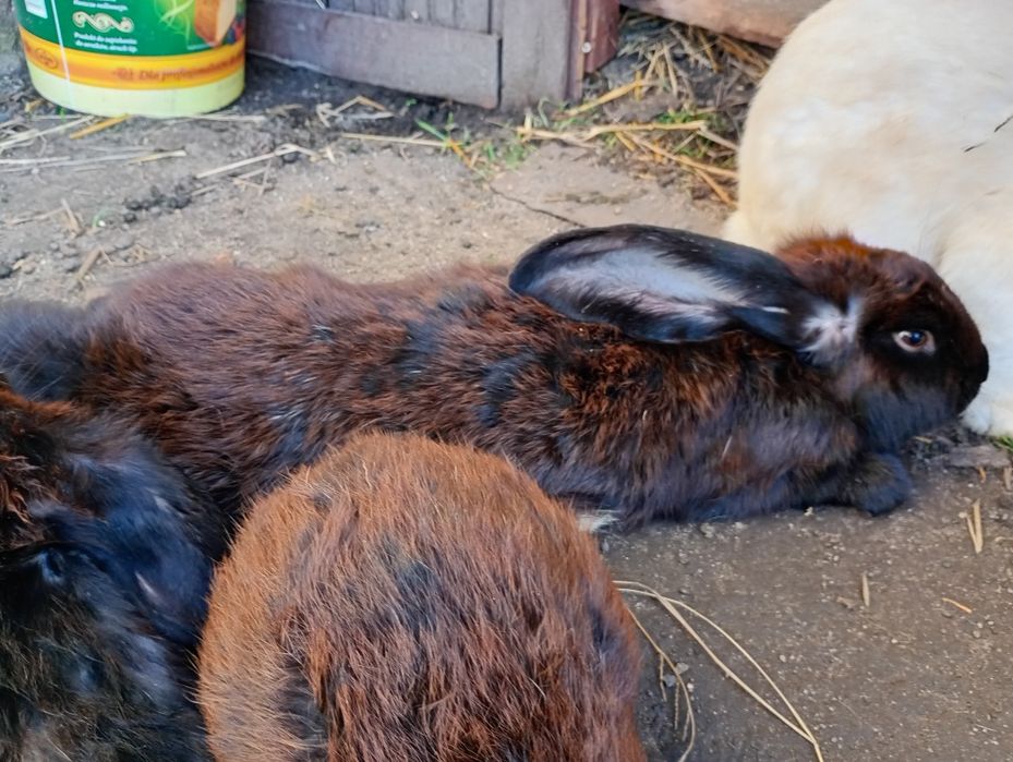 Barany francuskie królik